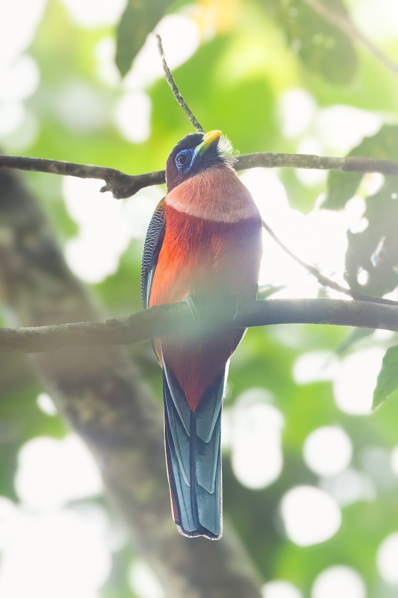 Philippine Trogon - ML645374793