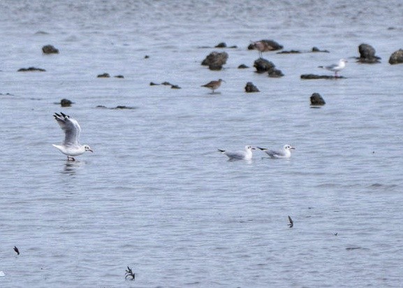 Gaviota Centroasiática - ML645374795