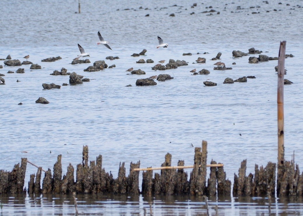 Gaviota Centroasiática - ML645374796