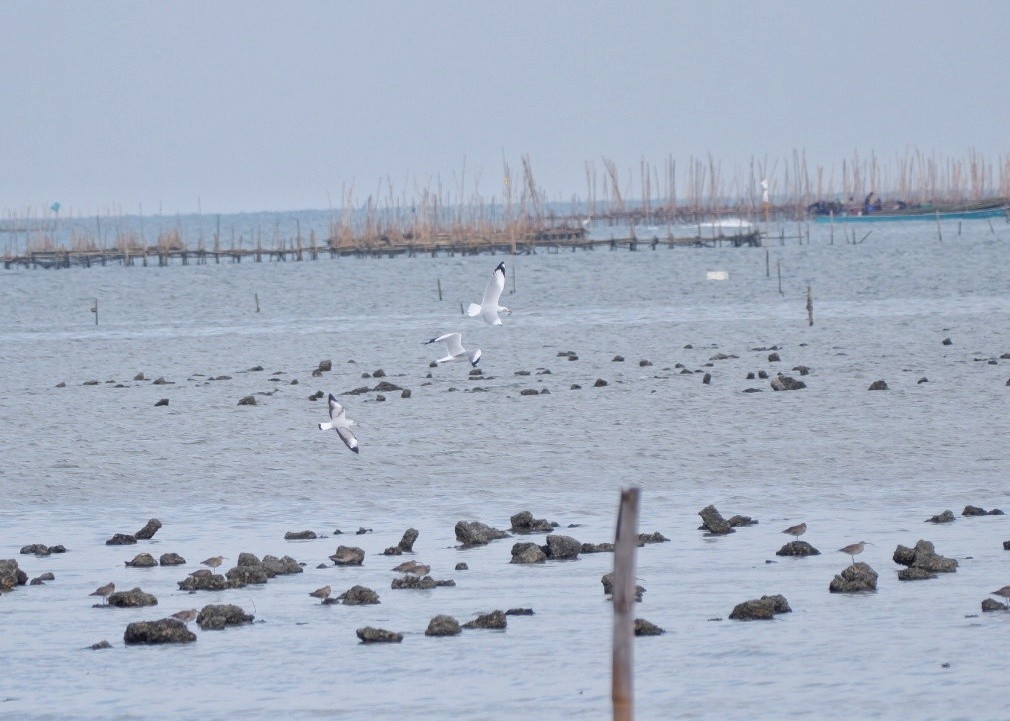 Gaviota Centroasiática - ML645374797