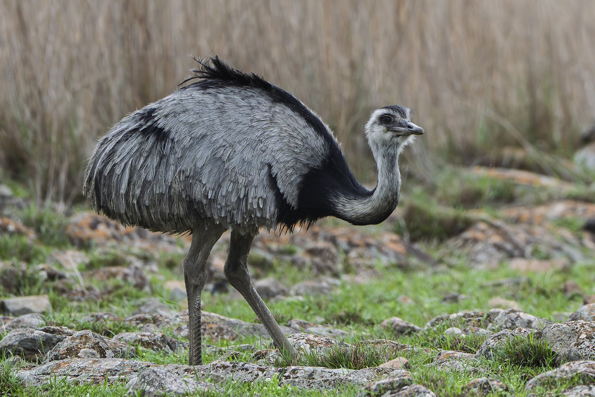 nandu pampový - ML645374799