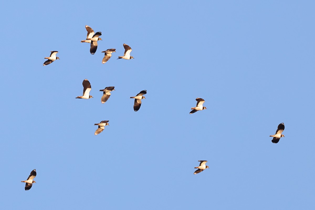 čejka chocholatá - ML645374807