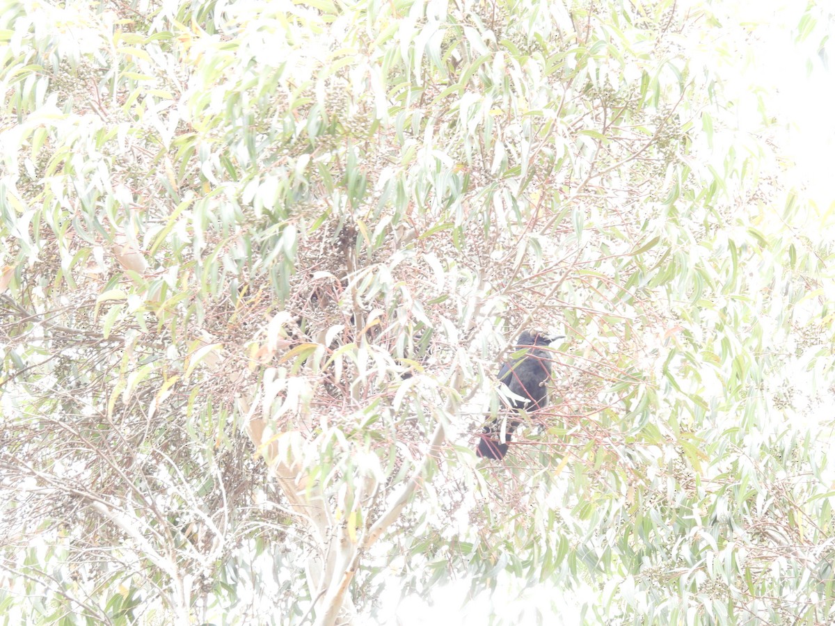 Forest Raven - ML645374808