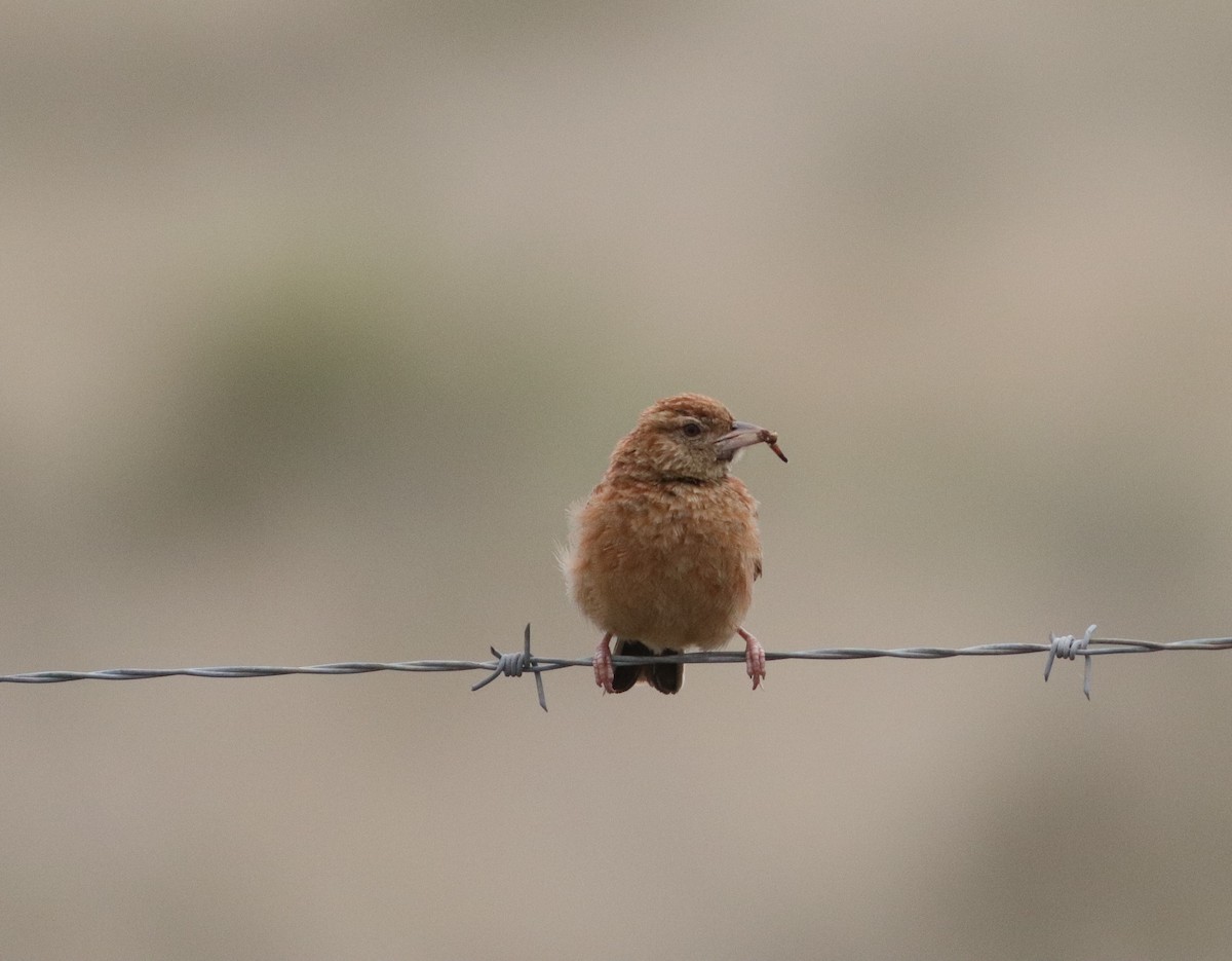 Ботсванский жаворонок - ML645374810