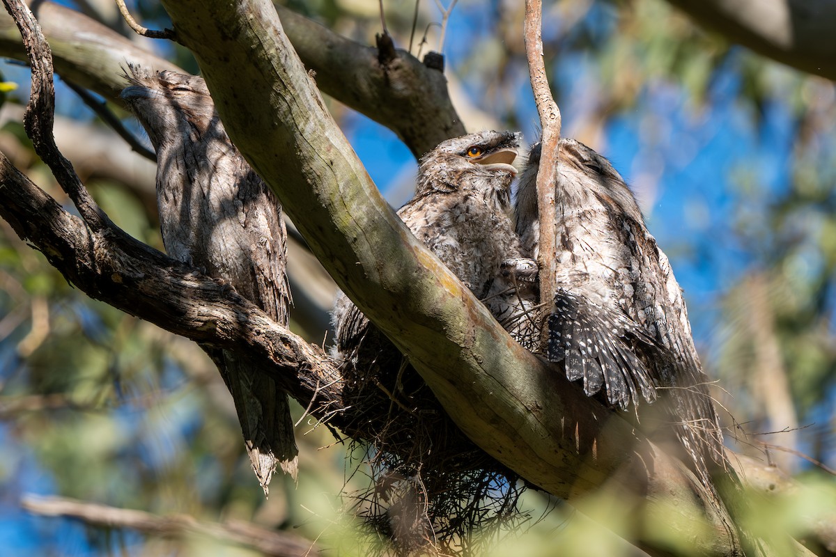 Tawny Frogmouth - ML645374817