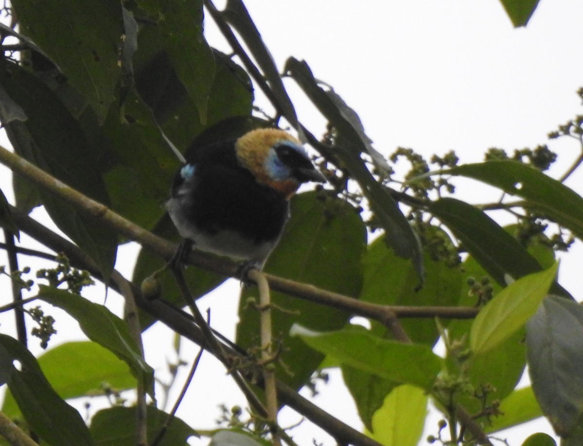 Golden-hooded Tanager - ML645374820