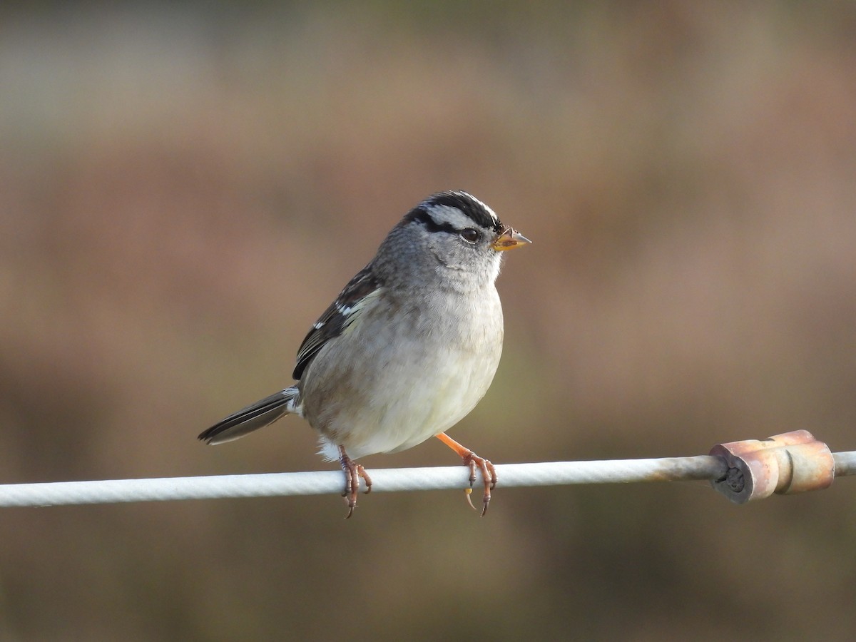 White-crowned Sparrow - ML645374824