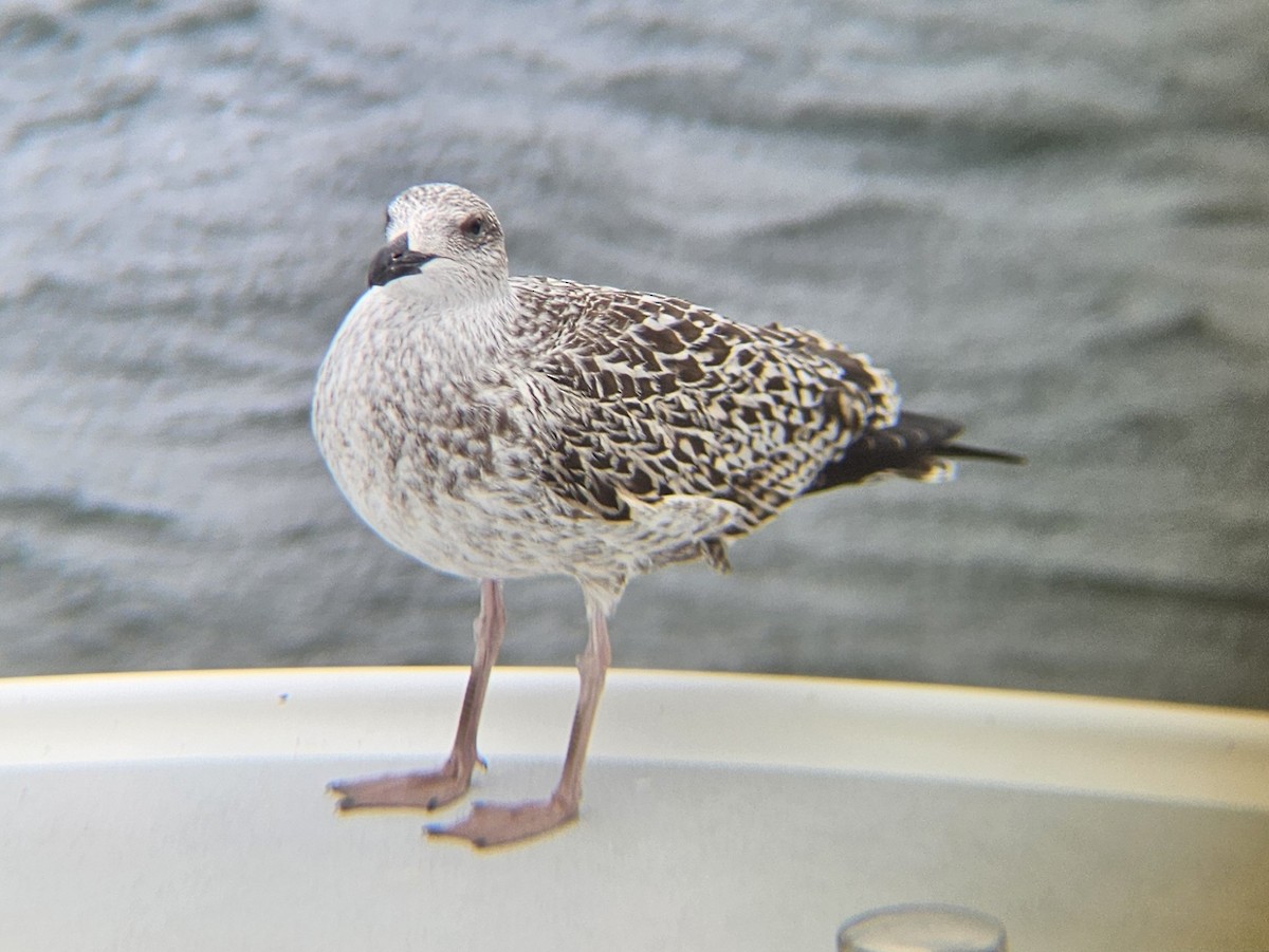 Gavión Atlántico - ML645374830