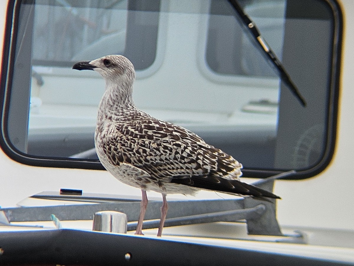 Gavión Atlántico - ML645374831