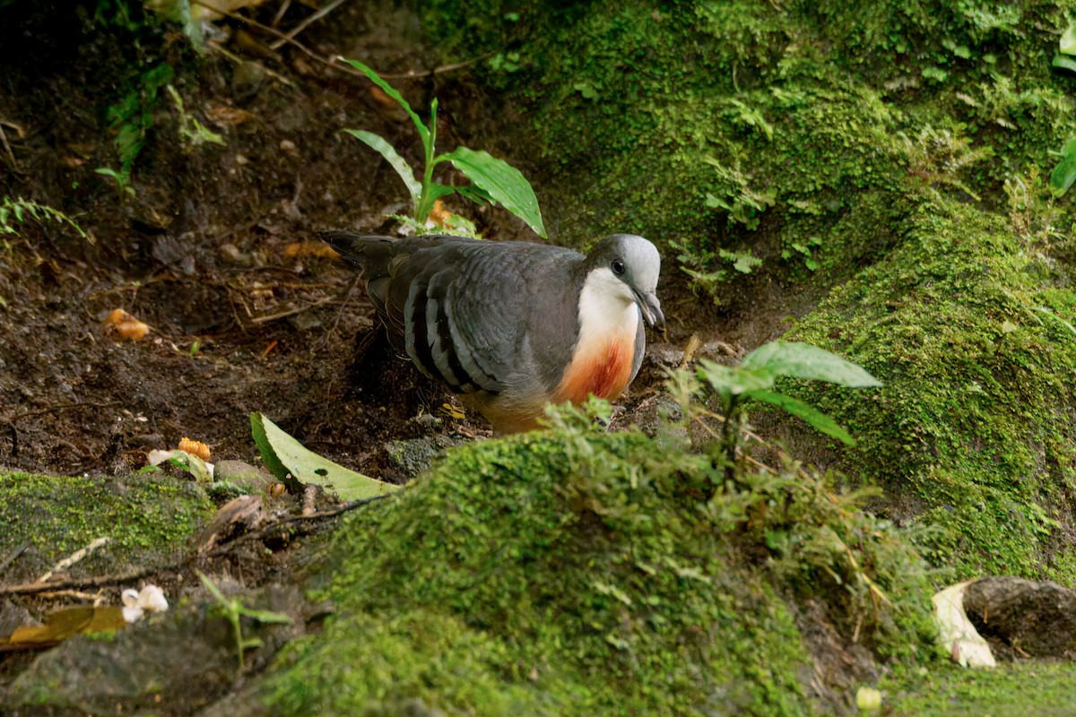 Luzon Bleeding-heart - ML645374832