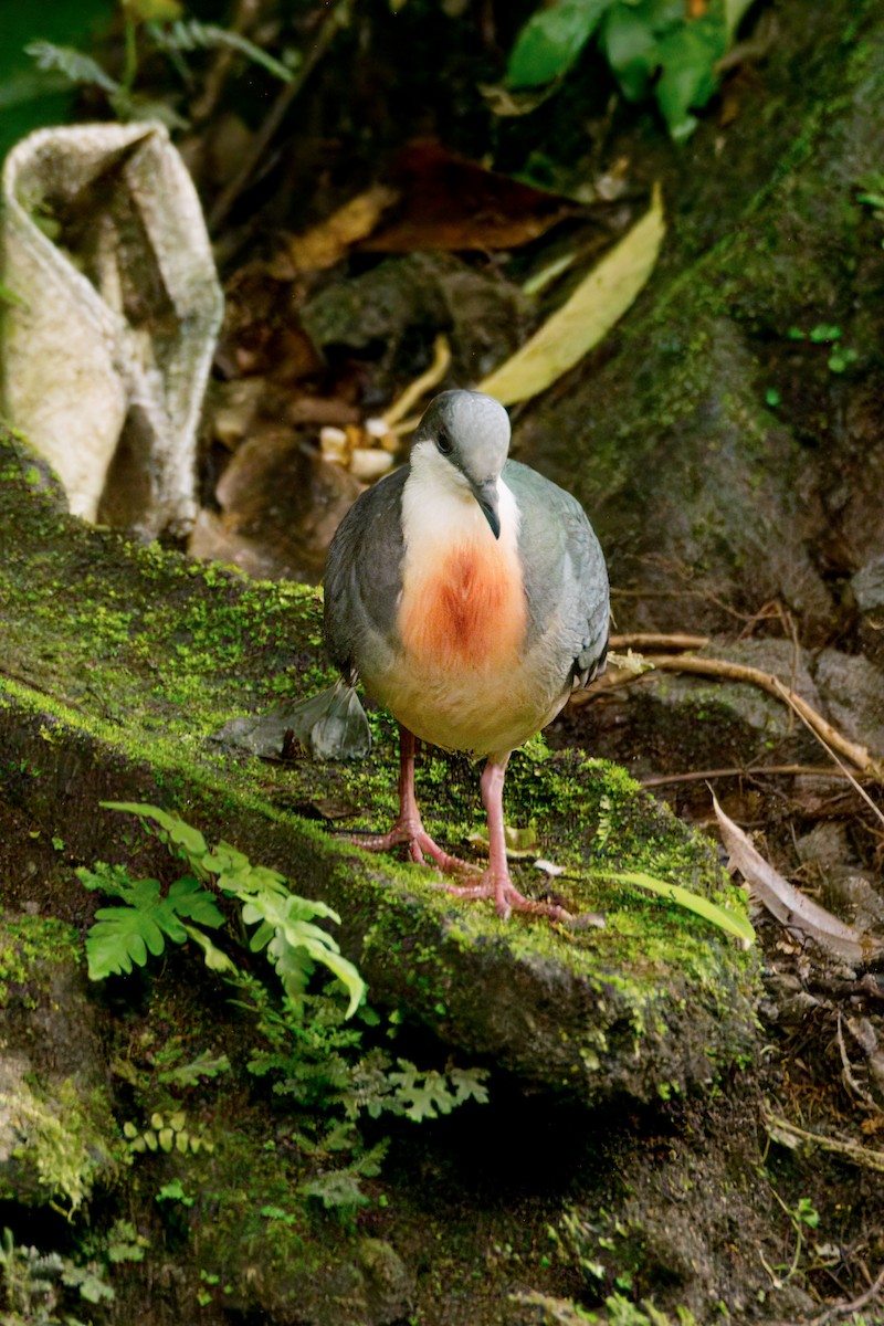 Luzon Bleeding-heart - ML645374833