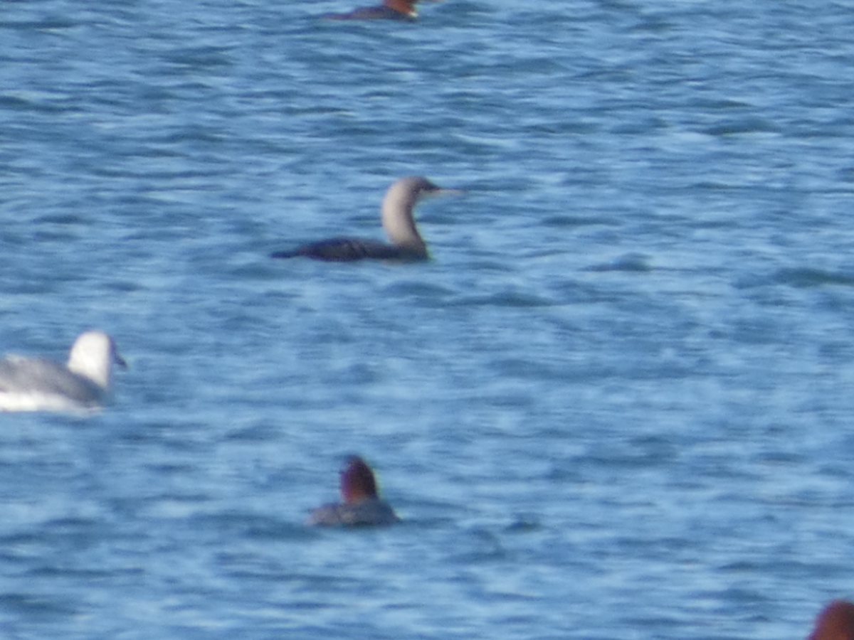 Pacific Loon - ML645374842