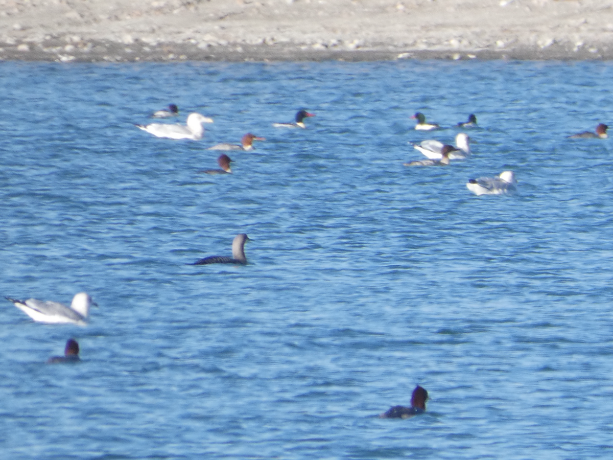 Pacific Loon - ML645374843