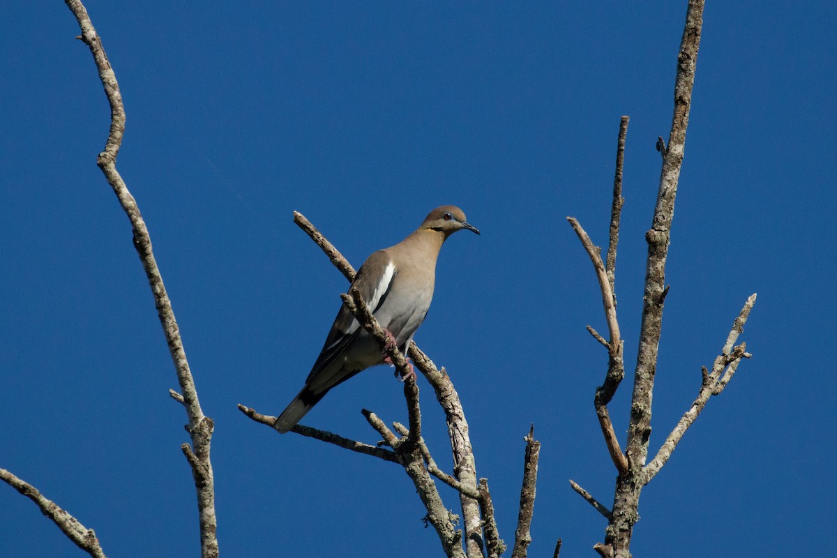 White-winged Dove - ML645374851
