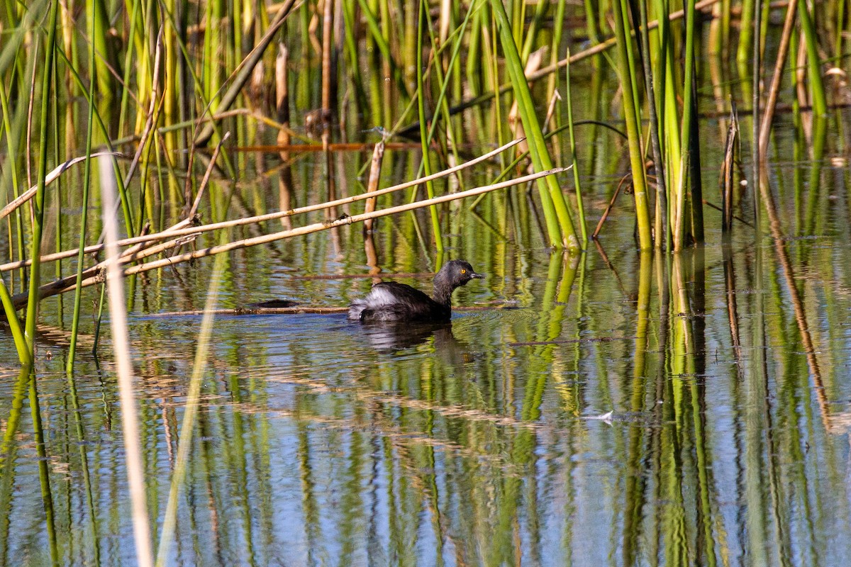 Least Grebe - ML645374855