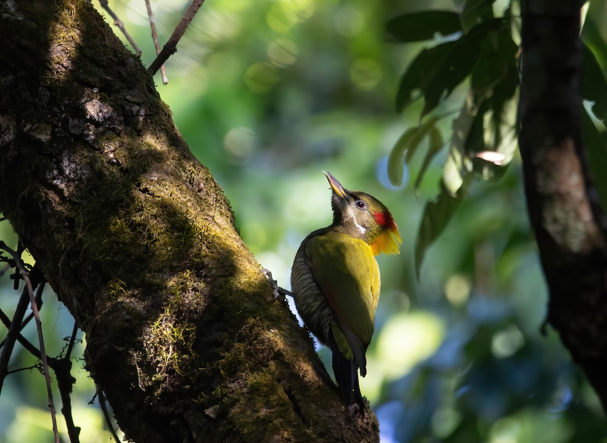 Gelbhaubenspecht - ML645374857