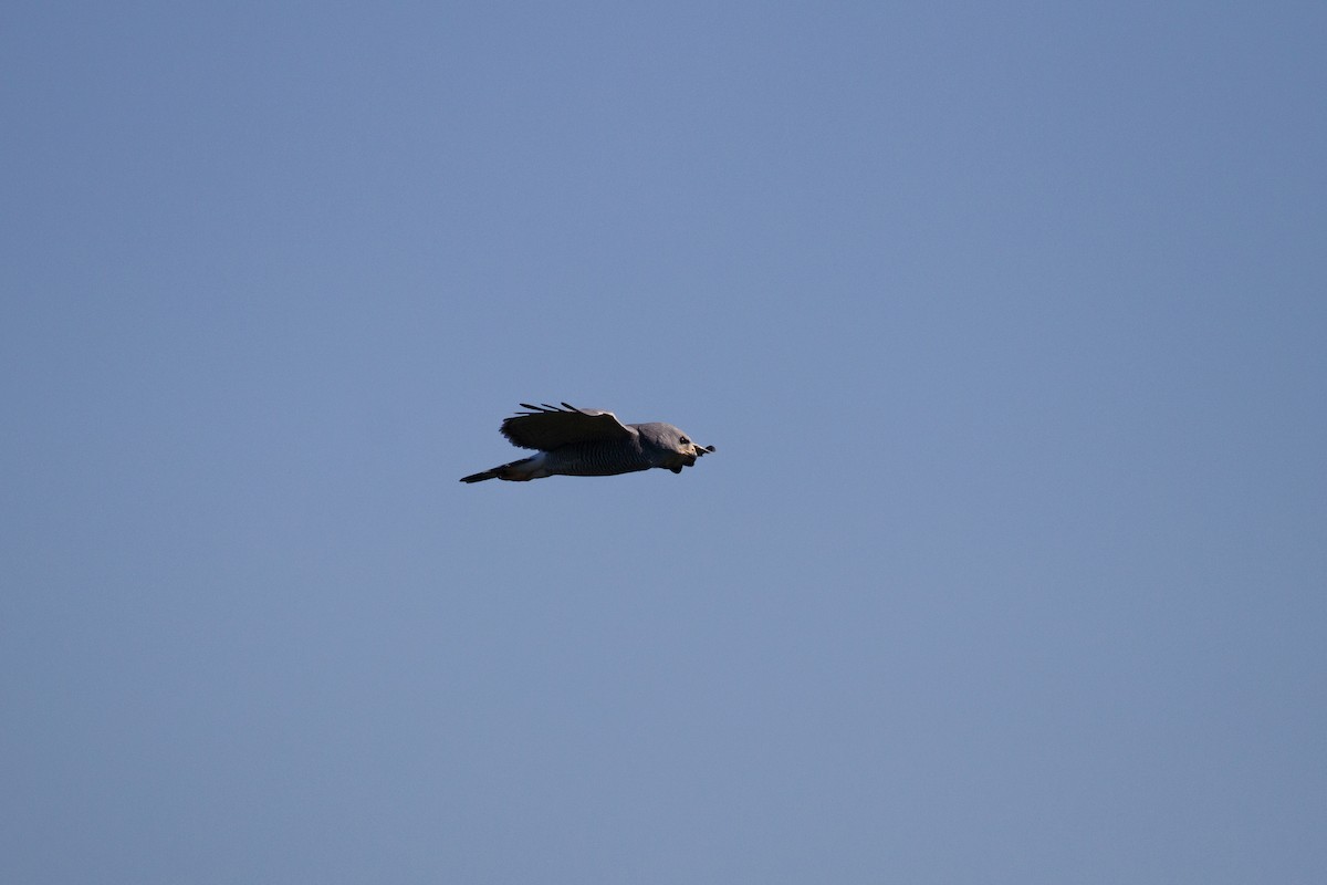 Gray Hawk - ML645374858