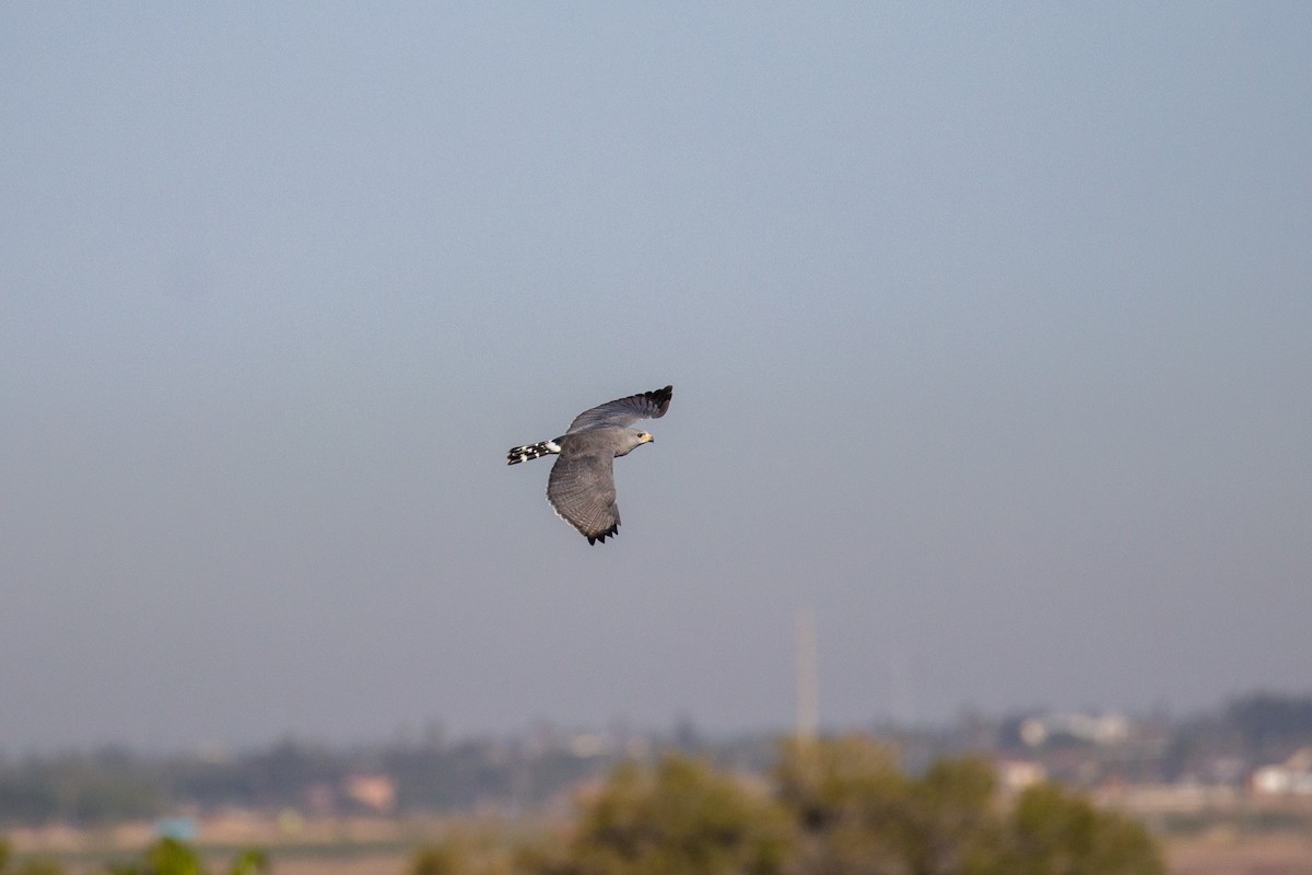 Gray Hawk - ML645374859