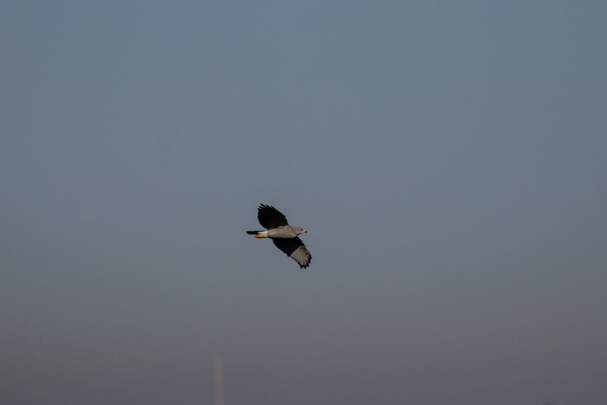 Gray Hawk - ML645374860