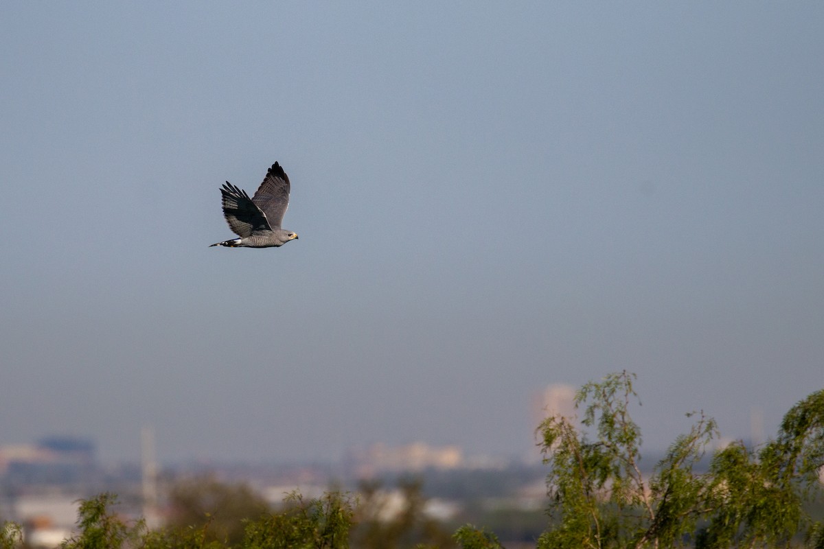 Gray Hawk - ML645374861