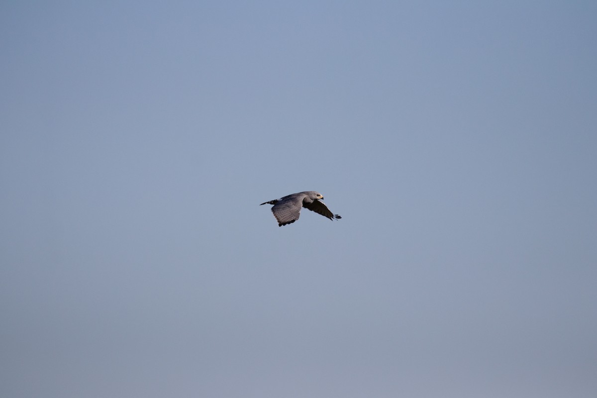 Gray Hawk - ML645374862