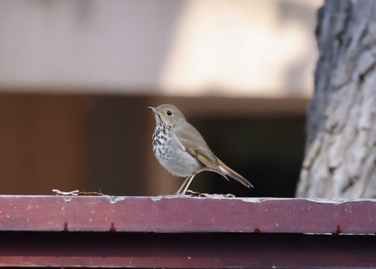 Hermit Thrush - ML645374864
