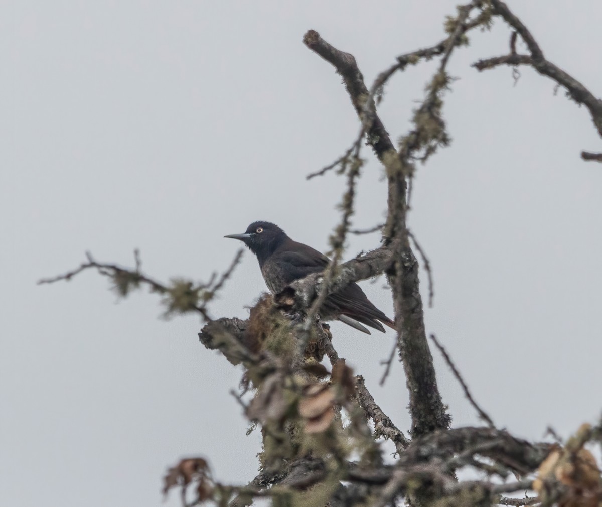 Maroon Oriole - ML645374866