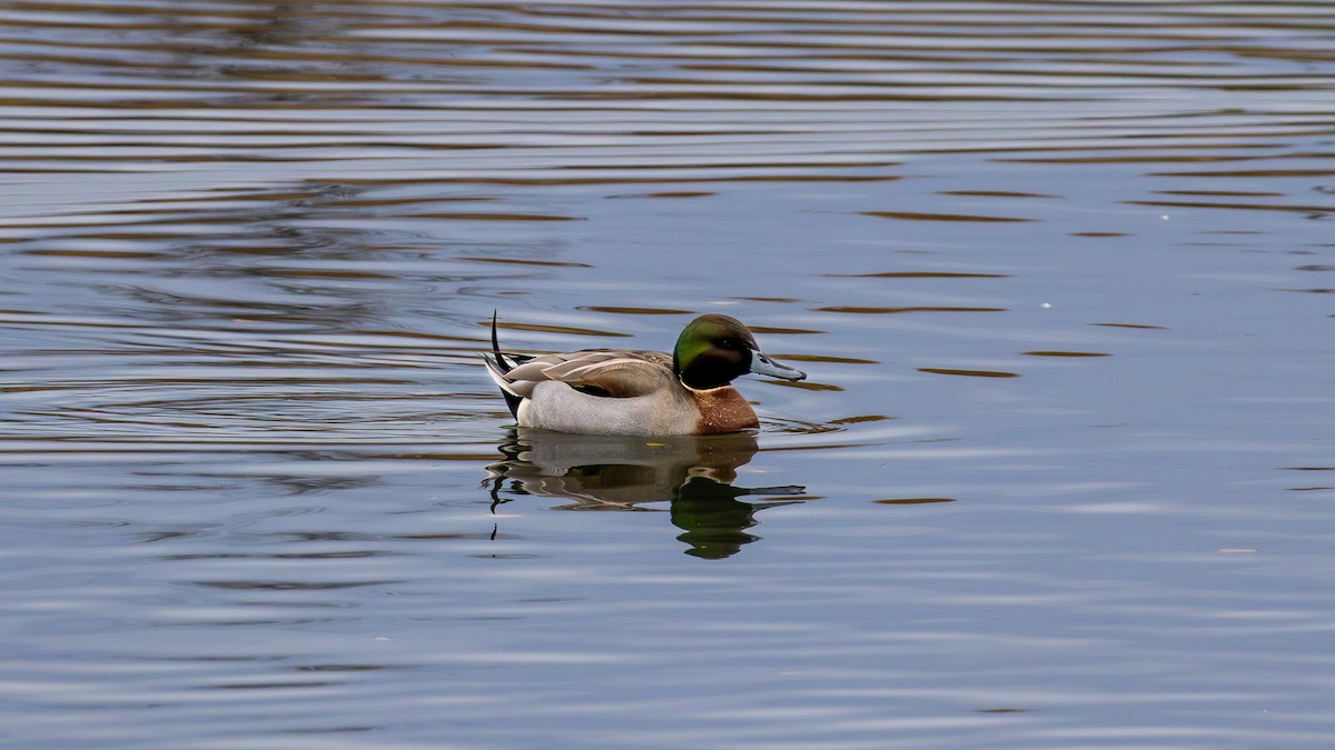 Mallard x Northern Pintail (hybrid) - ML645374867