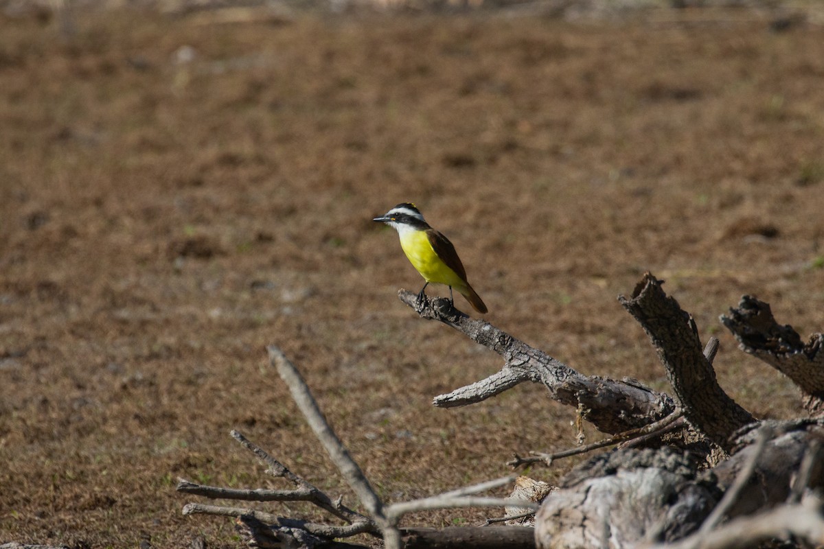 Great Kiskadee - ML645374868