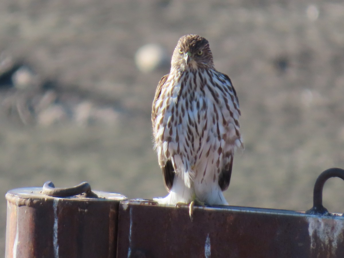 Яструб чорноголовий - ML645374870