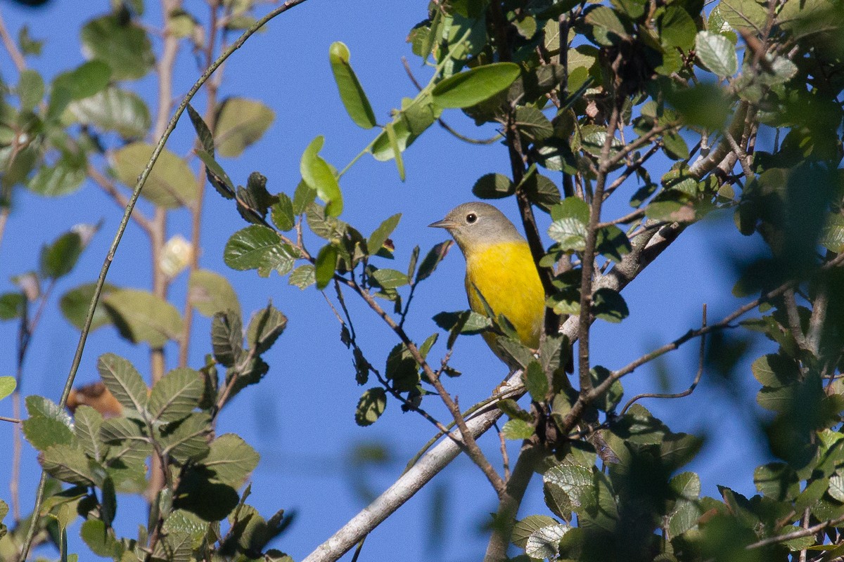 Nashville Warbler - ML645374871