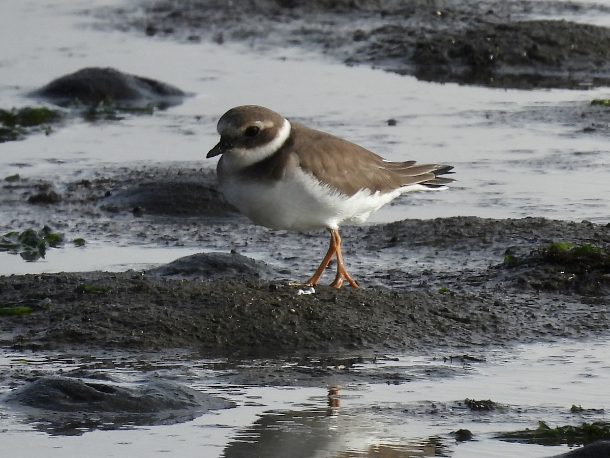 Common Ringed Plover - ML645374874