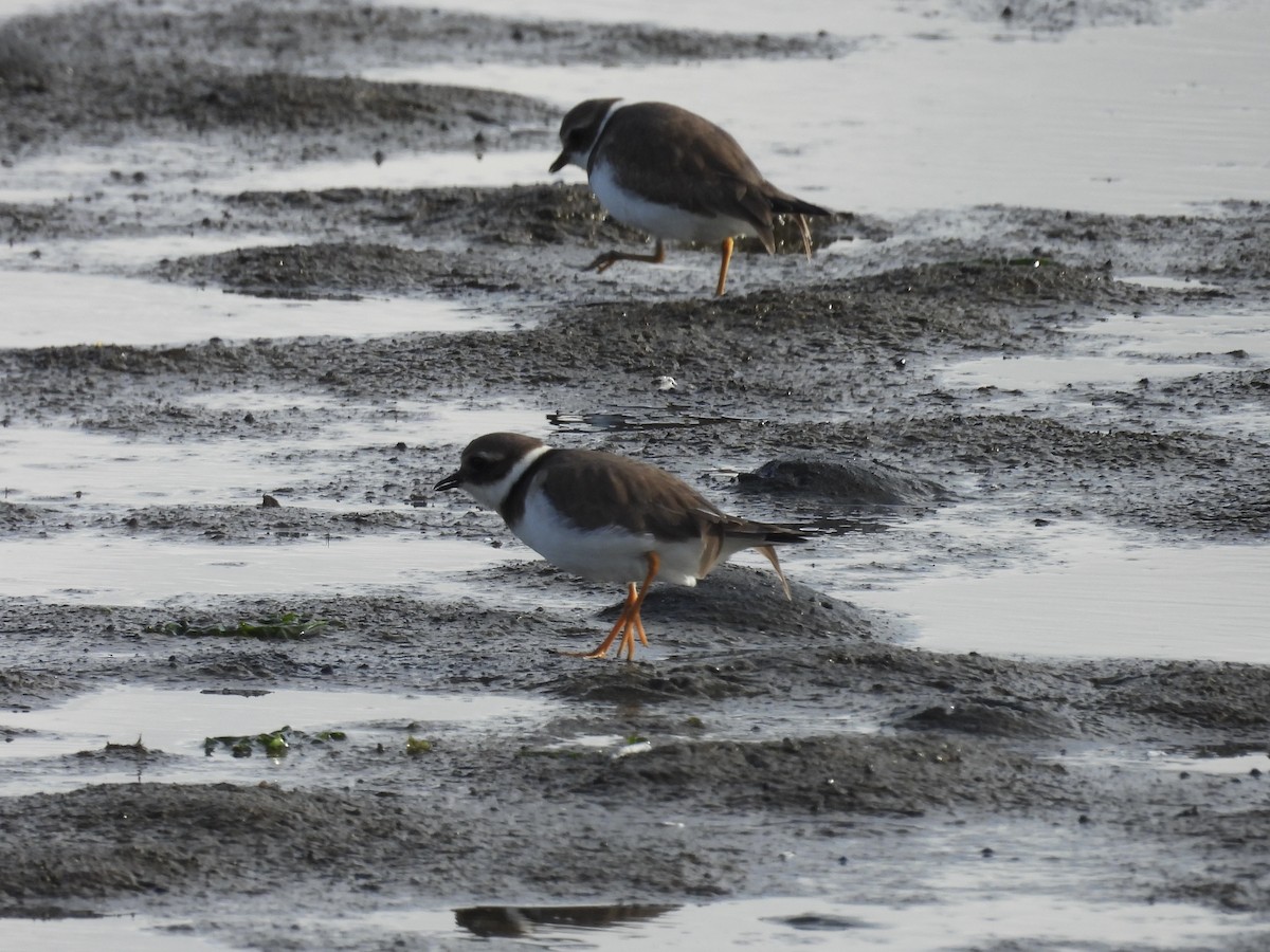 Common Ringed Plover - ML645374875