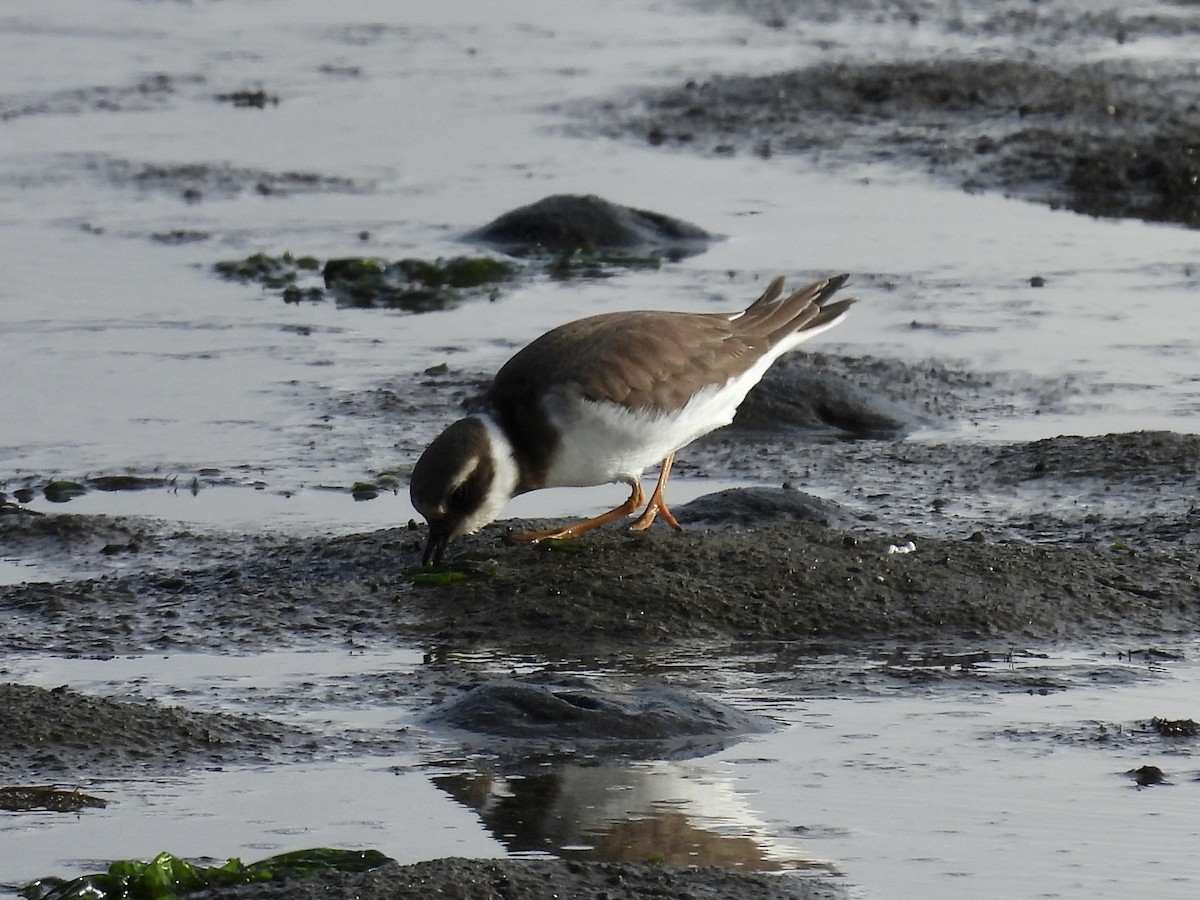 Common Ringed Plover - ML645374876