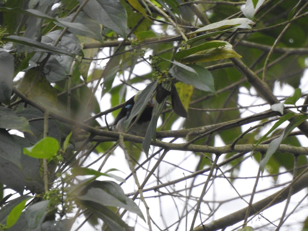 Golden-hooded Tanager - ML645374879