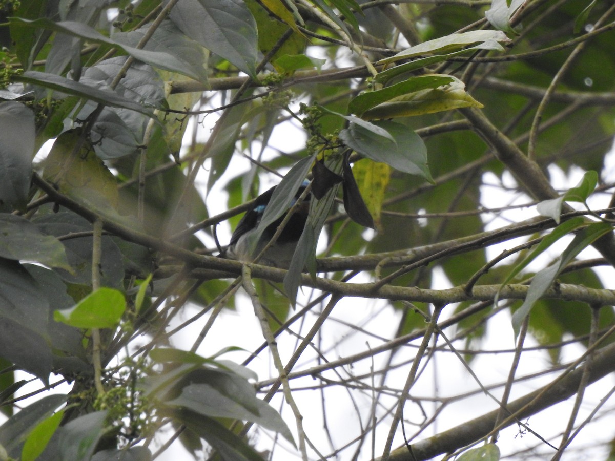 Golden-hooded Tanager - ML645374880
