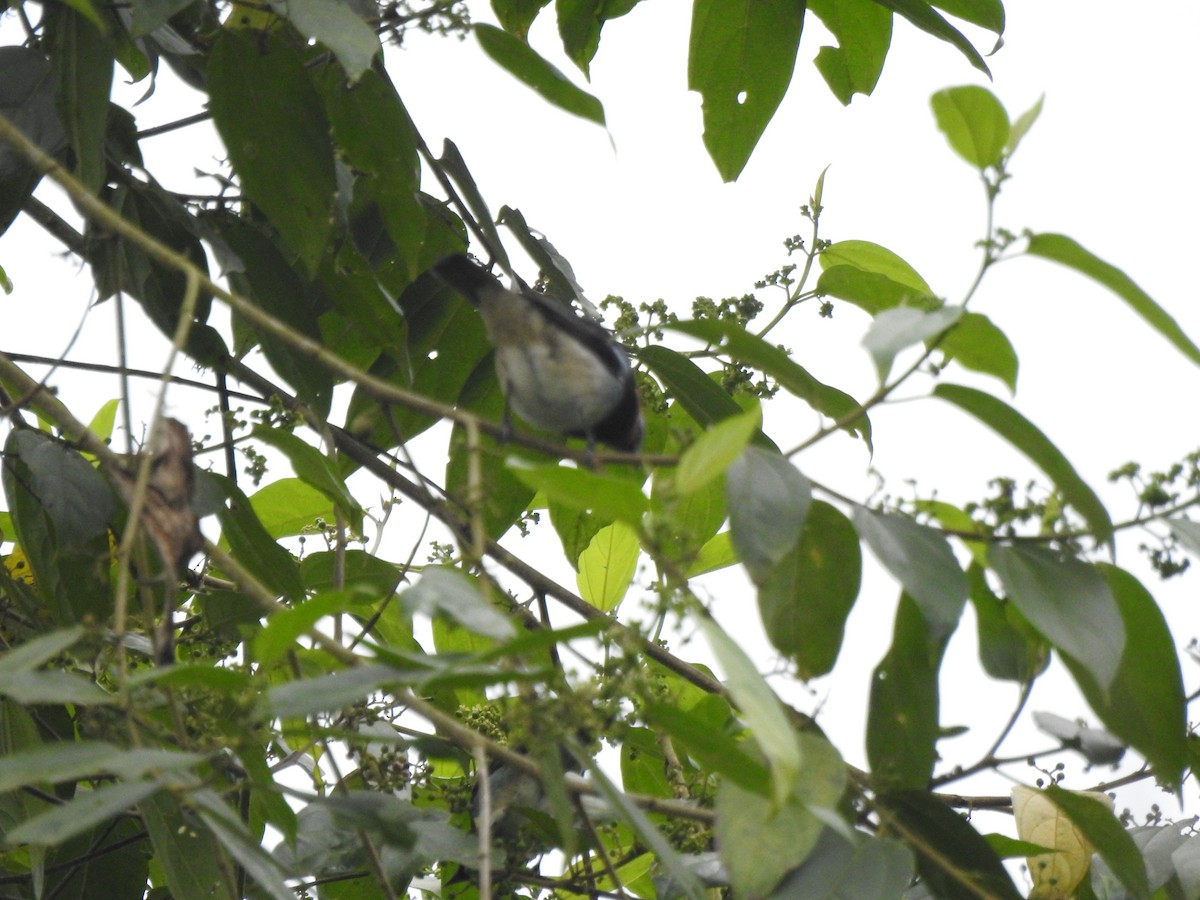 Golden-hooded Tanager - ML645374881
