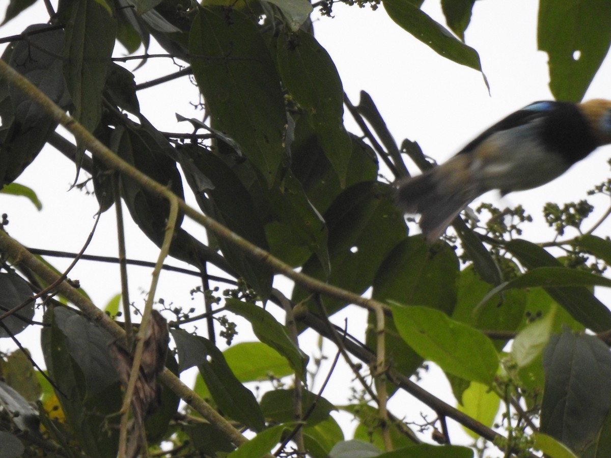 Golden-hooded Tanager - ML645374883