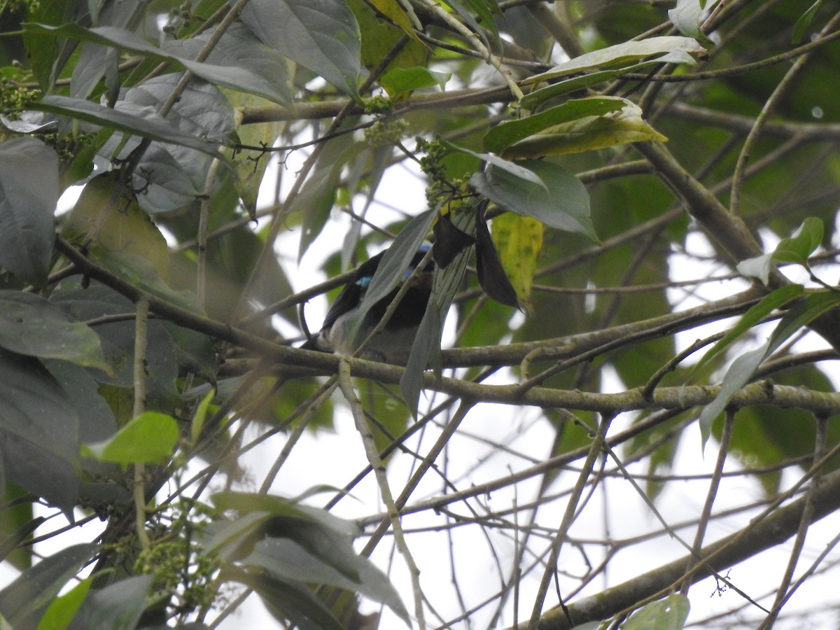 Golden-hooded Tanager - ML645374884
