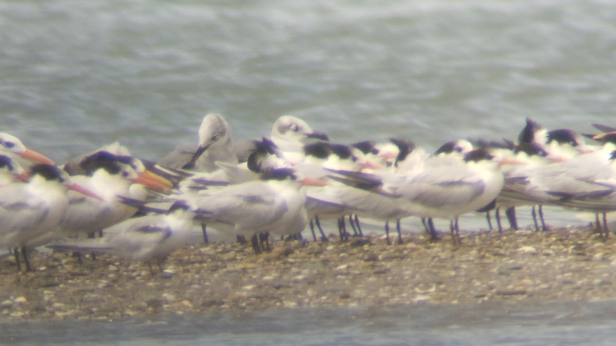 Charrán Real Americano - ML645374890