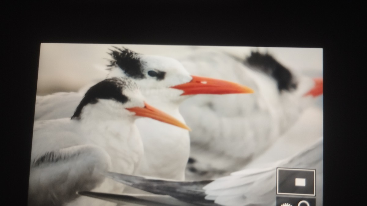 Charrán Real Americano - ML645374891