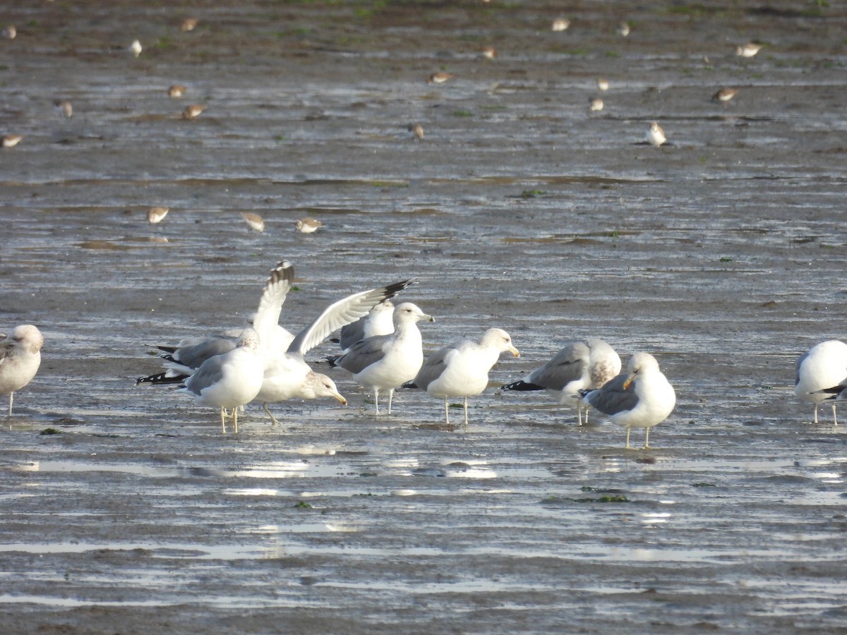Gaviota Californiana - ML645374893