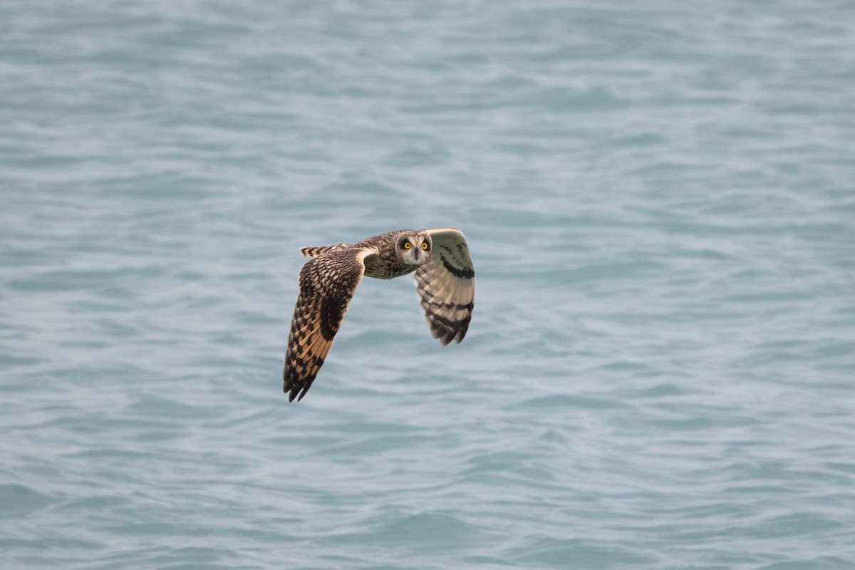 Búho Campestre - ML645374895