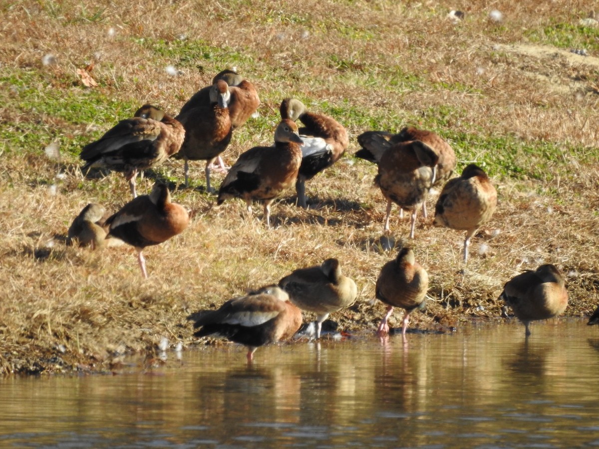 Suirirí Piquirrojo - ML645374896