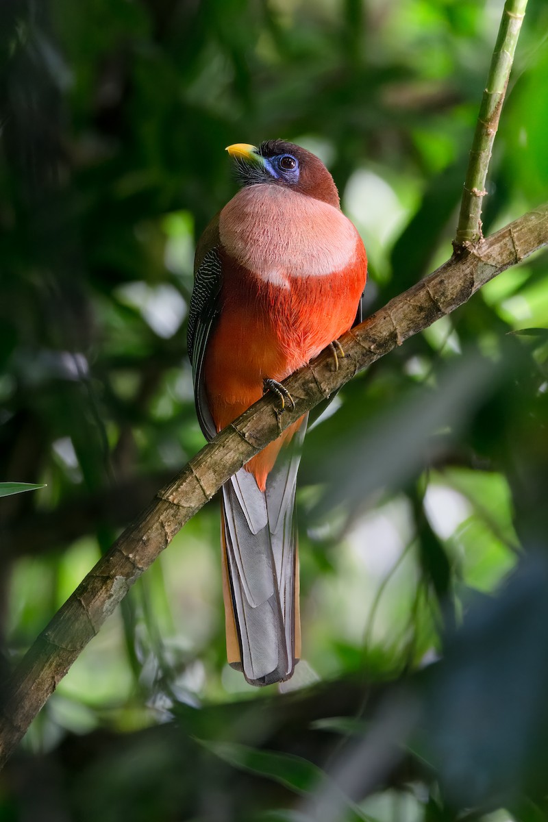 Trogón Filipino - ML645374900