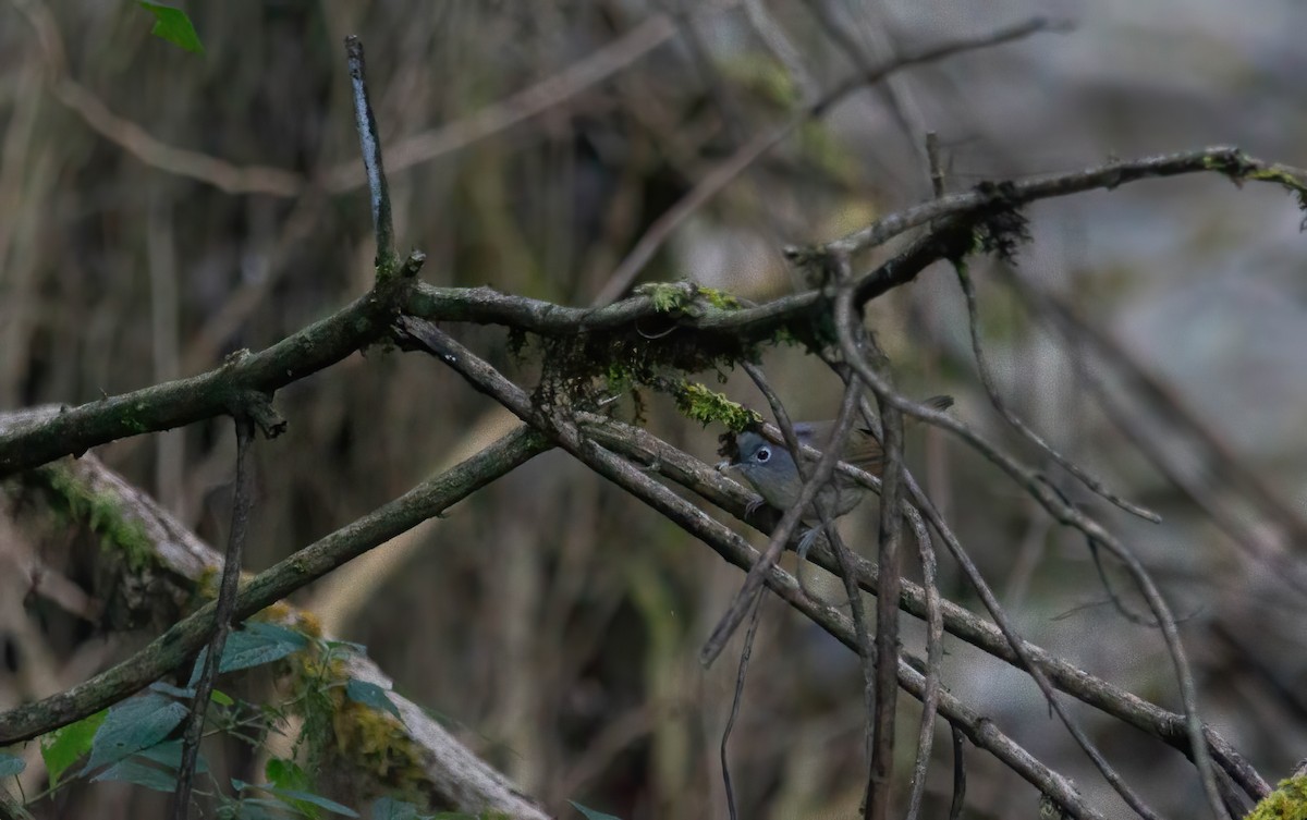 Fulveta Nepalí - ML645374901