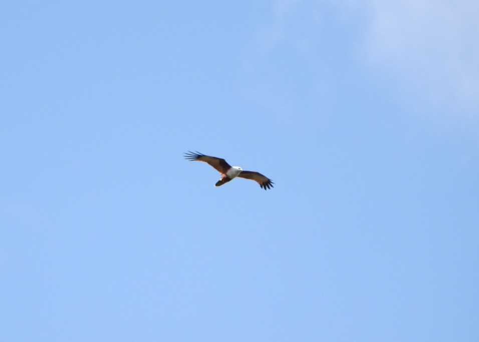 Milano Brahmán - ML645374902