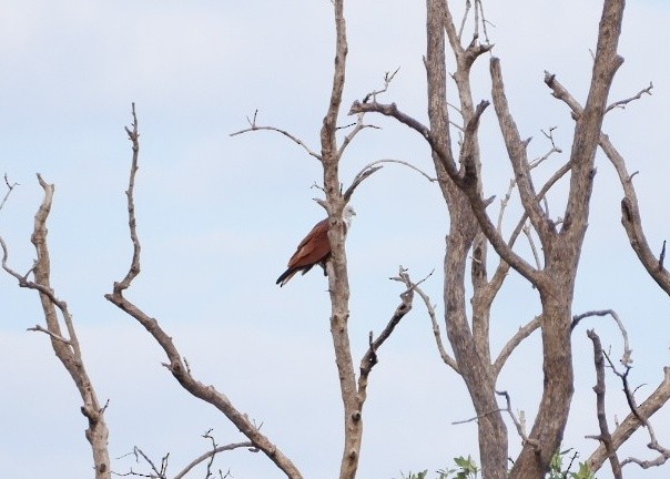 Milano Brahmán - ML645374903