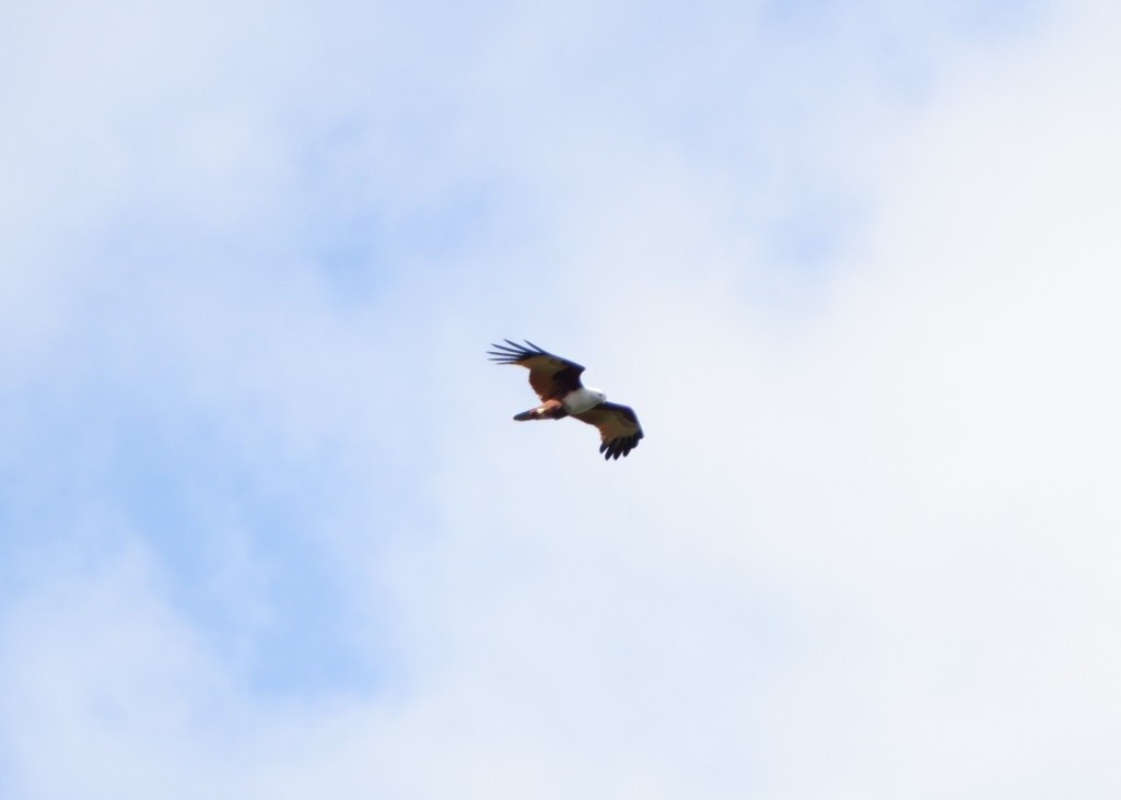 Milano Brahmán - ML645374904