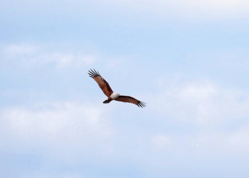 Milano Brahmán - ML645374905